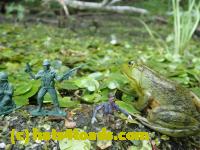 /home//u458753944/public_html/sourcegallery////////Frogs/Bullfrogs 2016-08 Ontario/P8120045.JPG
